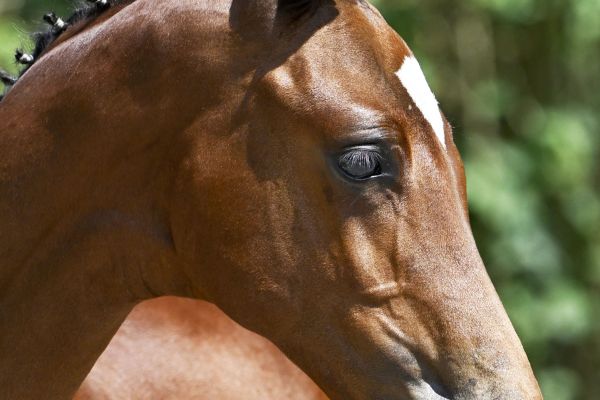 Donthargos x For Pleasure  Da Vinci Z