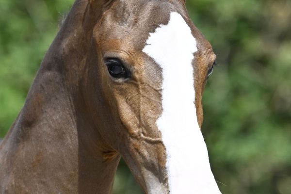 Adagio DCK Z Adagio DCK Z