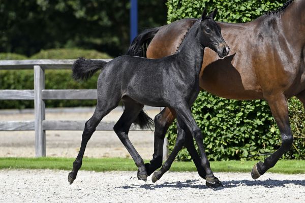 Dame Blanche van WW Z Dame Blanche van WW Z