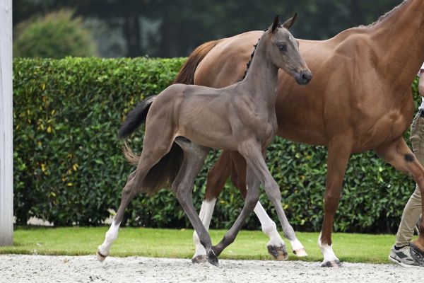 Dream Off Bull's Eye Z Dream Off Bull's Eye Z