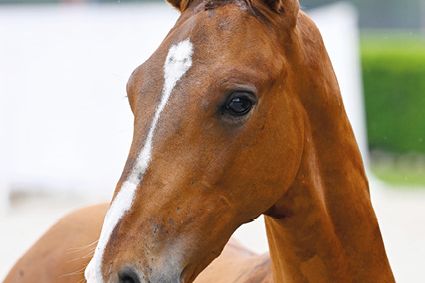 Dynamic For Fun Z Dynamic For Fun Z