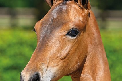 Captain Crack E4U Z Captain Crack E4U Z