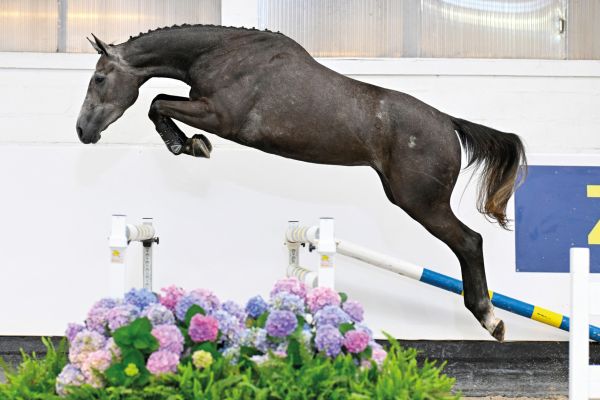 Ambiance Z Ambiance Z