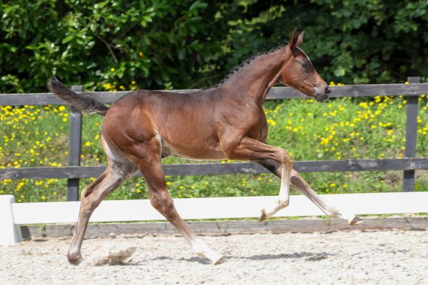Quelle Femme de Orange Z 2 Quelle Femme de Orange Z 2