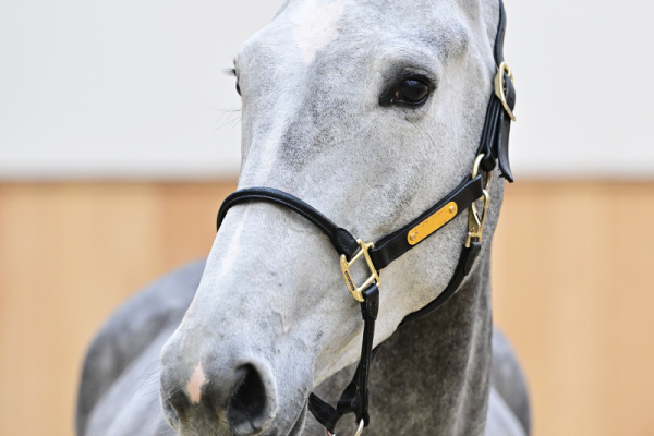 Aganix du Seigneur Z x George Z Apanatschi Z