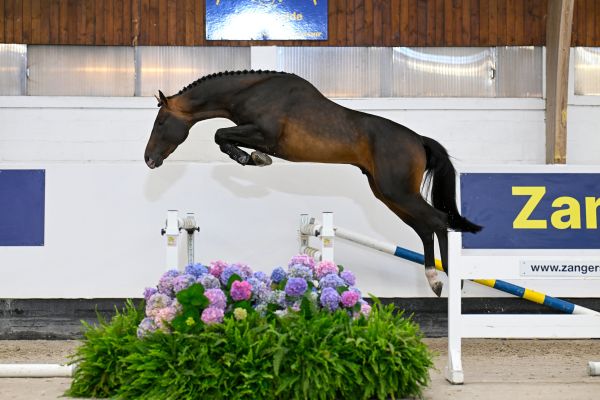 Di Amore XS Z Di Amore XS Z