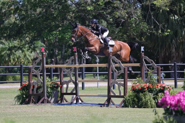 Loulou M.p.s. Z - Lacey Gilbertson - ©Sportfot