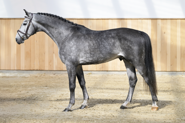 Codex Son Z Codex Son Z