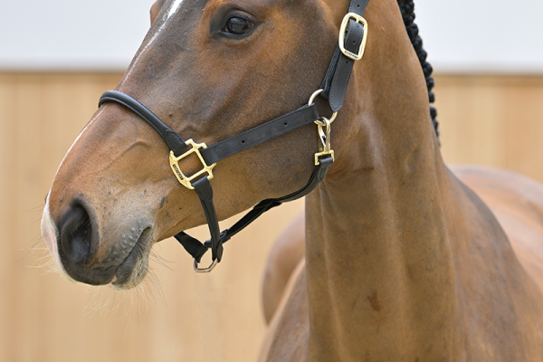 Chovalie Z Chovalie Z