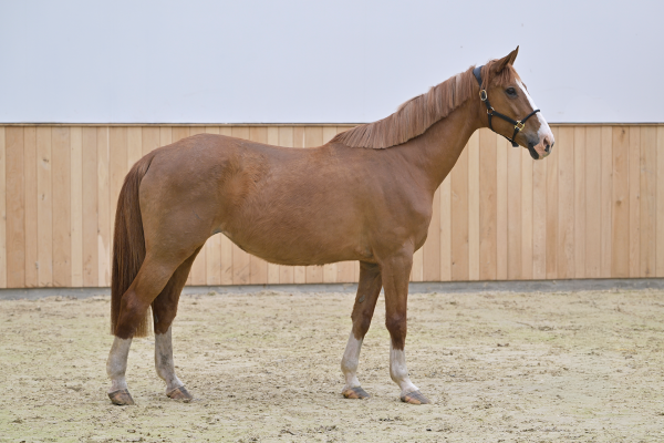 Belycette K Belycette K