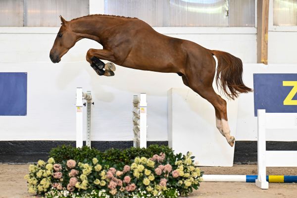 Aganix van de To-Jo-Pe Hoeve Z