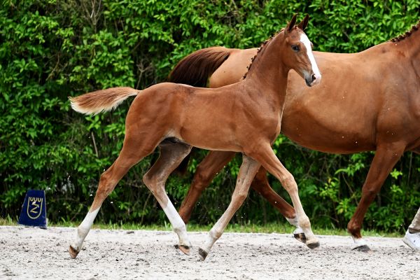 Enfant d'Ermitage Z Enfant d'Ermitage Z