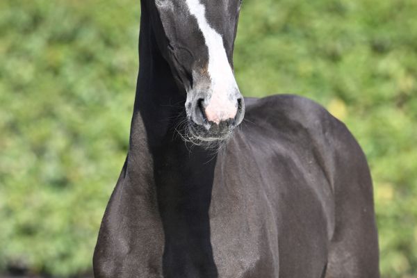 Avenger AEG Z Avenger AEG Z