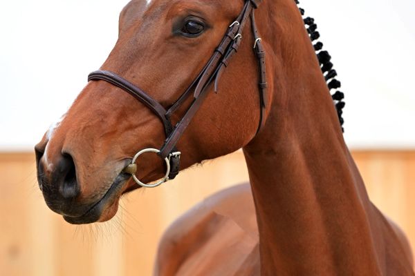 BYRON CENDRULLON Z 3 BYRON CENDRULLON Z 3