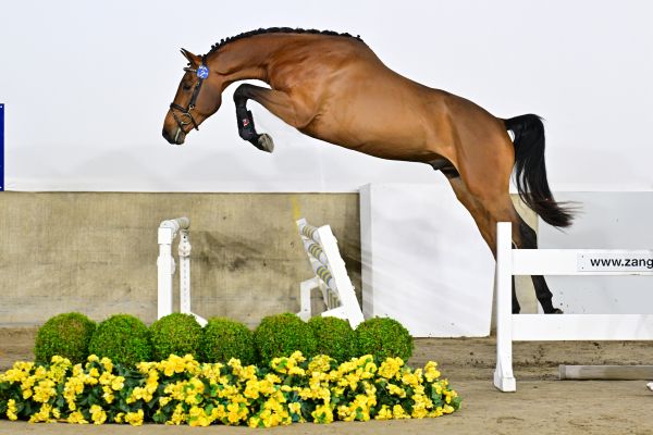 Avanti van't Gobenhof