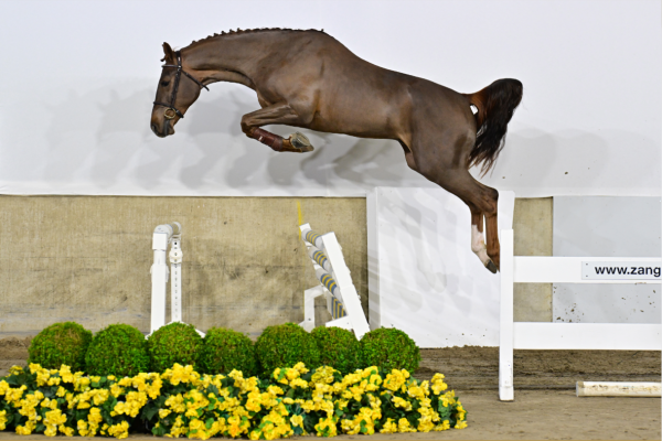 Asap van de Padenborre