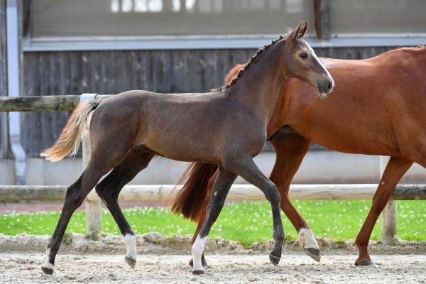 las-des-premices-z las-des-premices-z