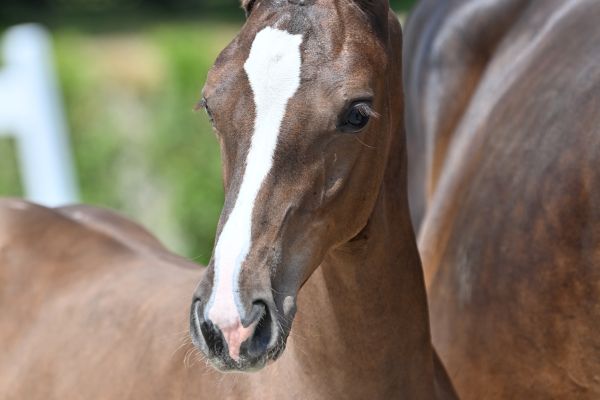 chuck-rs-z-47 chuck-rs-z-47