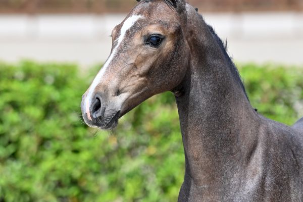 hey-mr-amaryllis-vd-meiboom-z-18 hey-mr-amaryllis-vd-meiboom-z-18