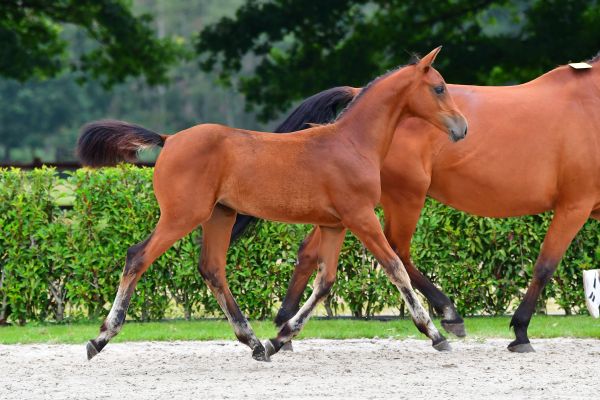 camita-s-z camita-s-z