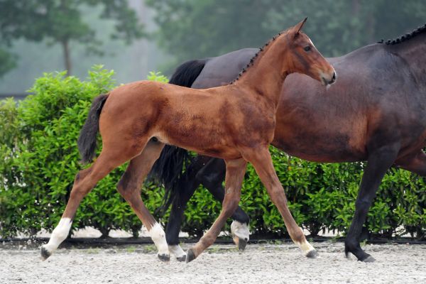 ardent-vd-begijnakker-z ardent-vd-begijnakker-z