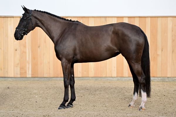 D'AMOUR VAN DEN HAZE Z 3 D'AMOUR VAN DEN HAZE Z 3