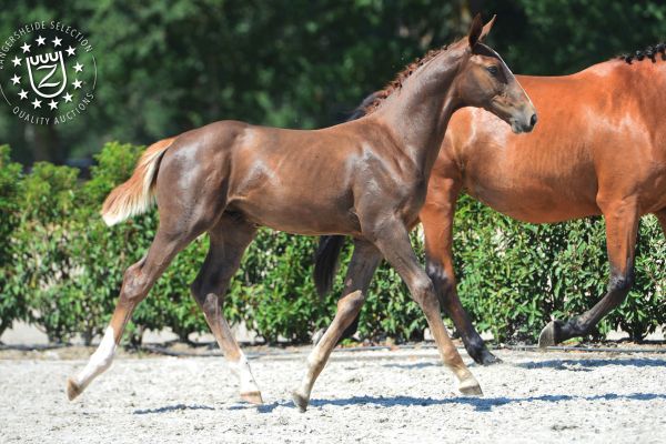 veulens2020voorwebsite58 veulens2020voorwebsite58