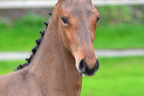 20200704-ga77650-1 20200704-ga77650-1