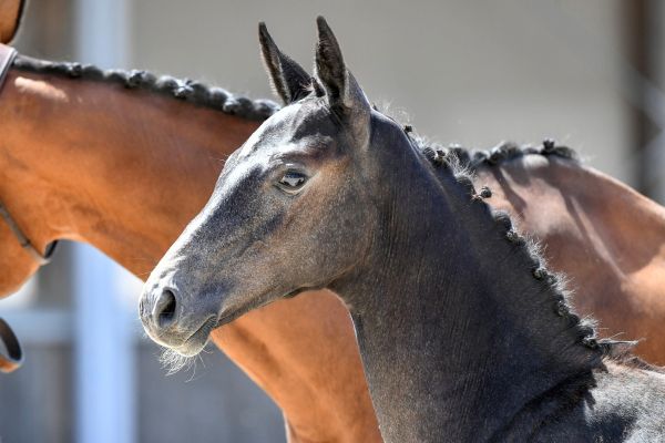 020-crazy-diamond-as-z5s34537-1-large 020-crazy-diamond-as-z5s34537-1-large