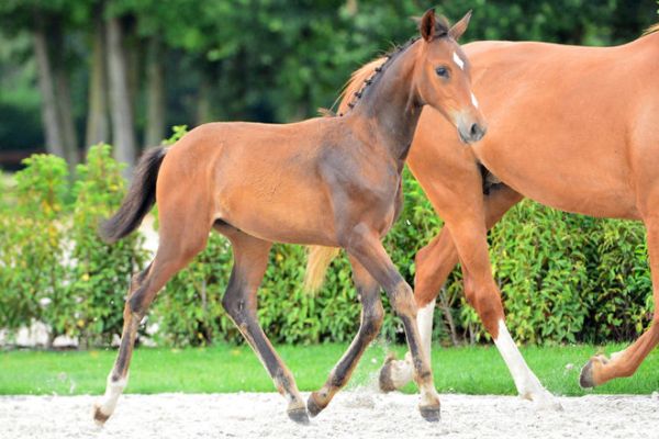 attraction-1 attraction-1