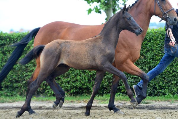 dilano-vd-hunters-z-46 dilano-vd-hunters-z-46