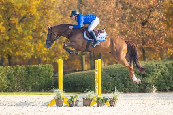AGANIX DU SEIGNEUR Z x NABAB DE REVE Astronomic VH Legita Hof Z