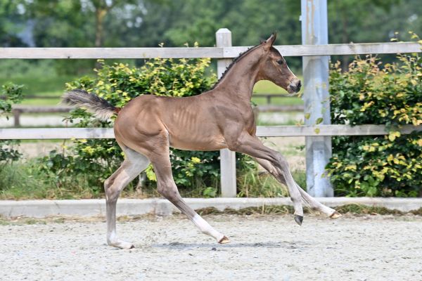 conthador-hrc-z conthador-hrc-z