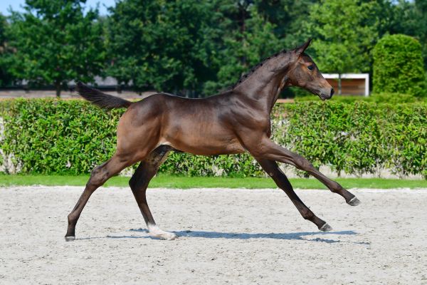 clay-de-nyze-z clay-de-nyze-z