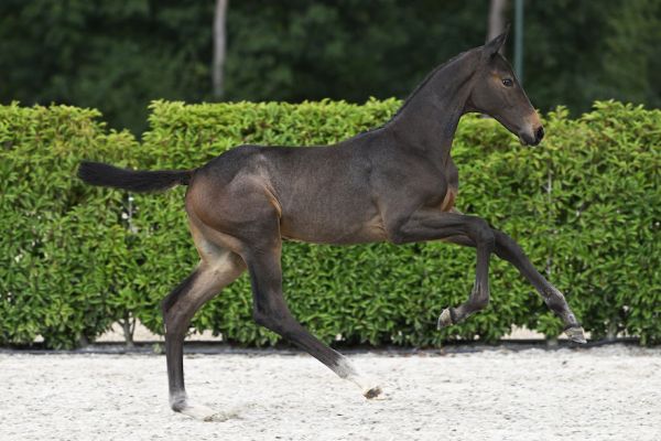 Balius 2000 Z 1 Balius 2000 Z 1