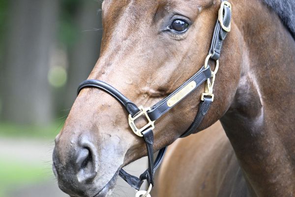 C'Est la Vie van 't Bergske kopfoto C'Est la Vie van 't Bergske kopfoto