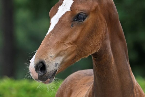 Double Diamond Z . Double Diamond Z .