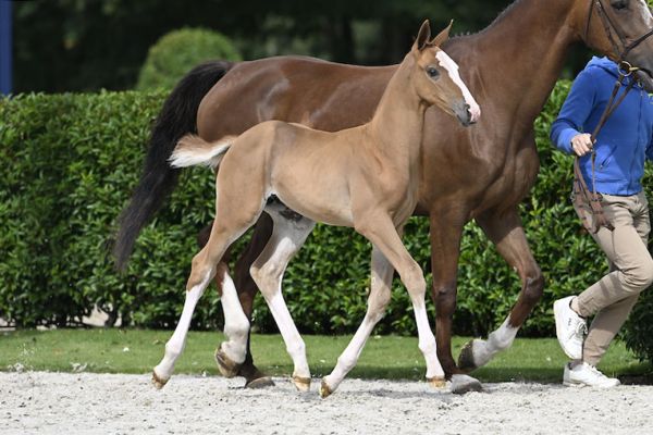 Aristides NN Z 3 Aristides NN Z 3