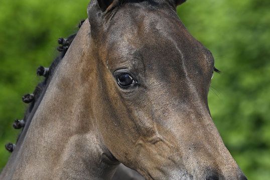 Clarice du Risoir Z 2 Clarice du Risoir Z 2