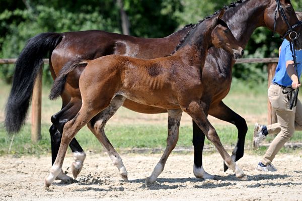 Dalloon Z 2 Dalloon Z 2