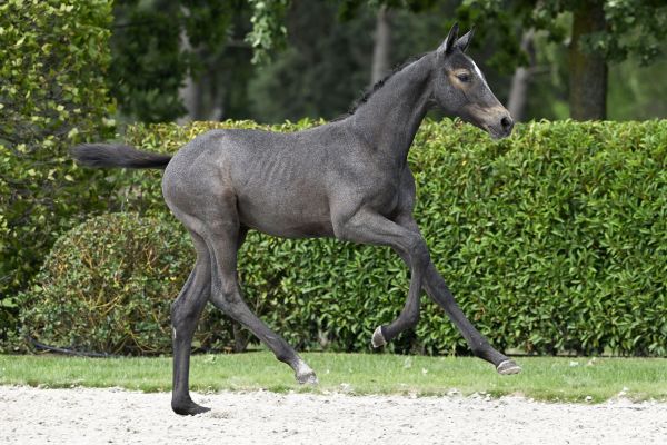Quintero van de Geeneinde Z 1 Quintero van de Geeneinde Z 1