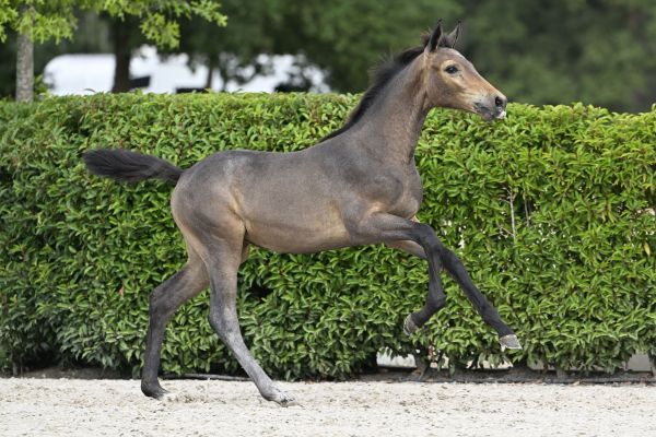 Ultra-Nova v/d Roten Z Ultra-Nova v/d Roten Z