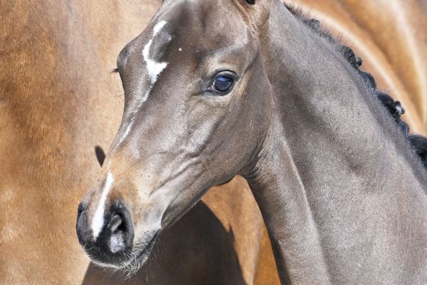 20230513-_PF20427 cleopatra 2 20230513-_PF20427 cleopatra 2