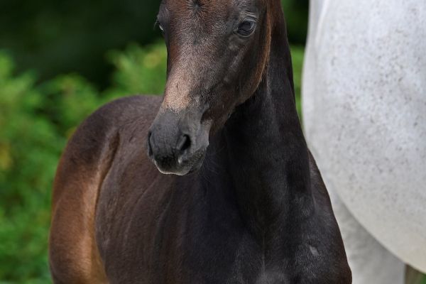 Z-festival-6070 Z-festival-6070