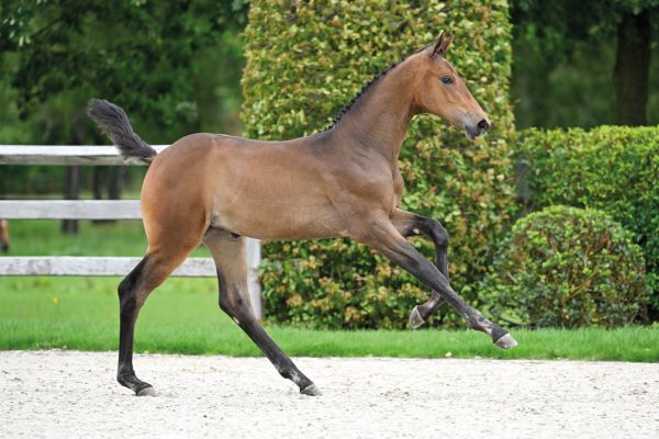 54 Coachella van WW 54 Coachella van WW