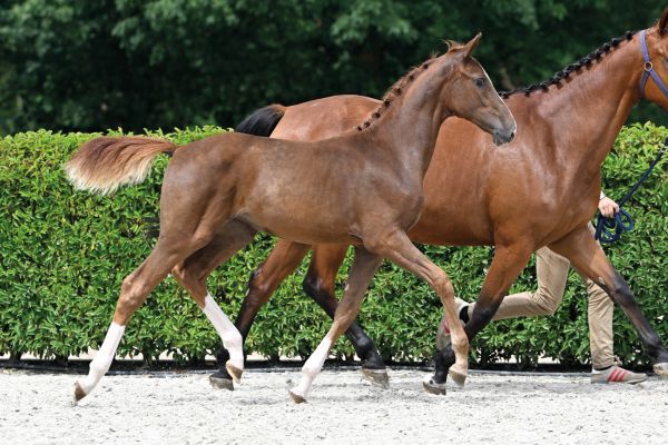 75 Chakira van 't Roosakker Z 75 Chakira van 't Roosakker Z