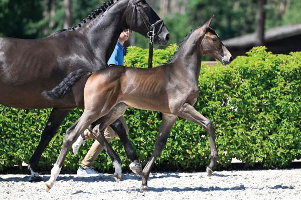 48 Coquette van Koningshof Z 48 Coquette van Koningshof Z