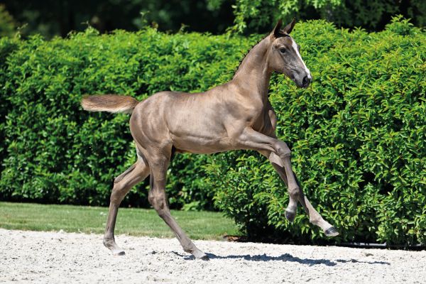 57 Divine Intervention d'Grandin Z 57 Divine Intervention d'Grandin Z