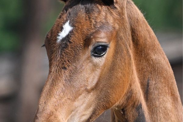 56 Belle de Fee Sauveniere Z