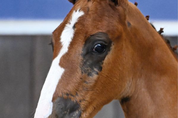 49 King LS Z 49 King LS Z